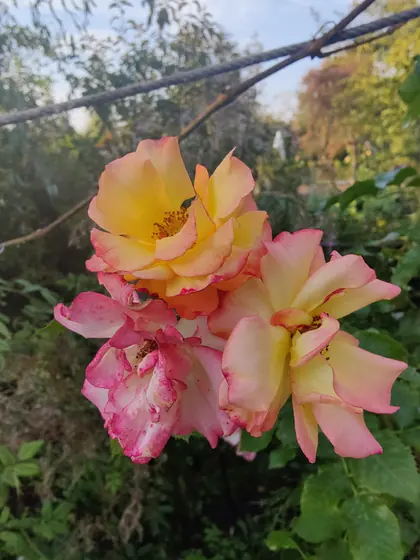 Garden photo 5