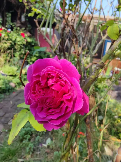 Garden photo 3