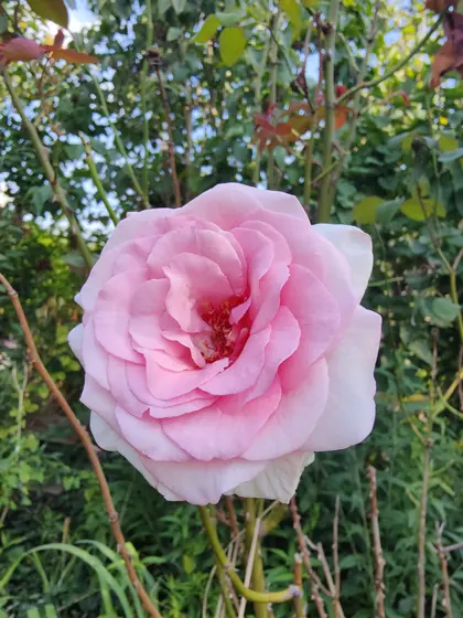 Garden photo 2