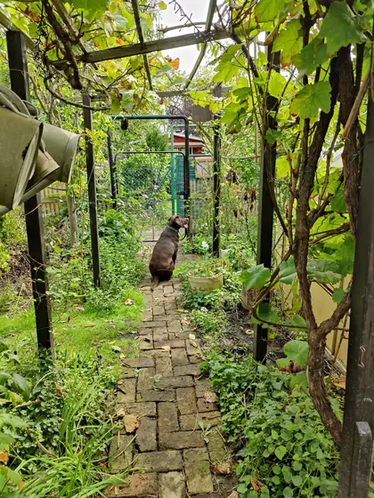 Garden photo 1