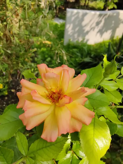 Garden photo 4