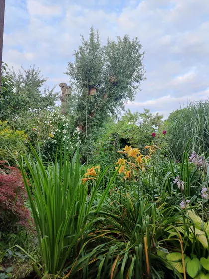 Garden photo 7